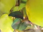 Aanbieding vele soorten appelboom appelboompjes appelbomen, Lente, Appelboom, Volle zon, 100 tot 250 cm