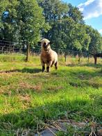 Hampshiredown volbloed stamboek ram, Dieren en Toebehoren, Schapen, Geiten en Varkens, Mannelijk, Schaap, 0 tot 2 jaar
