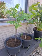 Walnoten bomen, Overige soorten, Zomer, 400 cm of meer, Ophalen