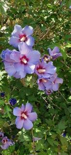 Hibiscus stekjes, plantjes ( diverse kleuren & maten), Tuin en Terras, Planten | Struiken en Hagen, Ophalen of Verzenden, Overige soorten