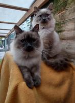 Hypo allergeen Neva masquerade en Siberische kittens, Dieren en Toebehoren, Poes, Gechipt, 0 tot 2 jaar