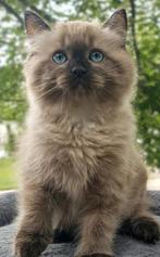 Ragdollkittens beschikbaar, Dieren en Toebehoren, Poes, Gechipt