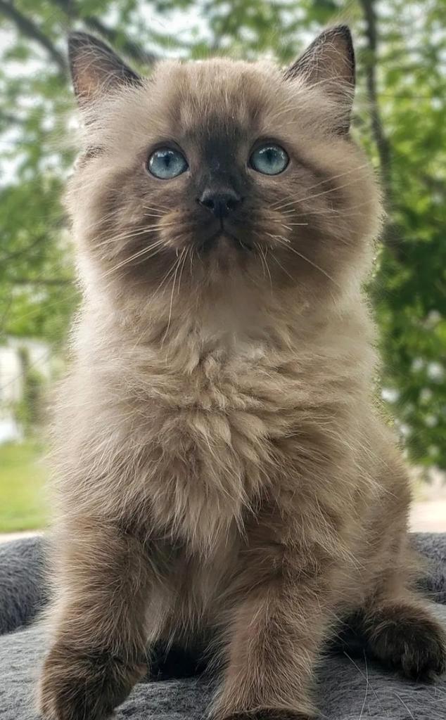 Ragdollkittens beschikbaar, Dieren en Toebehoren, Katten en Kittens | Raskatten | Langhaar, Poes, Gechipt, Ontwormd