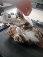 Baco zoekt gouden mandje, Ophalen