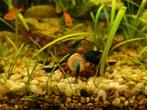 Blauwe neocaridina garnalen, Kreeft, Krab of Garnaal