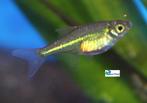 Groene Rasbora, Vis, Zoetwatervis, Schoolvis