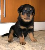 Rottweiler pups, Dieren en Toebehoren, Particulier, Reu, 8 tot 15 weken, Buitenland