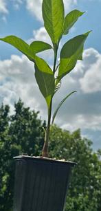 Afrikaanse Baobab (Adansonia digitata) – Apenbroodboom, Minder dan 100 cm, Zomer, Volle zon, In pot