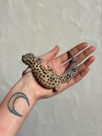 Het tremper luipaardgekko man, Hagedis, Tam, 3 tot 6 jaar