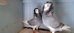 Te koop sierduiven Oudhollands kapucijnen duiven, Dieren en Toebehoren, Vogels | Duiven, Meerdere dieren, Overige soorten
