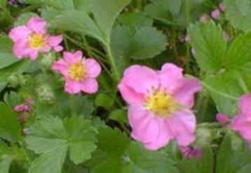 Fragaria pink panda(sieraardbei) licht roze vaste plant beschikbaar voor biedingen