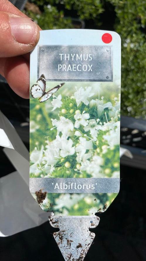 Grondbedekkers, Tuin en Terras, Planten | Tuinplanten, Ophalen