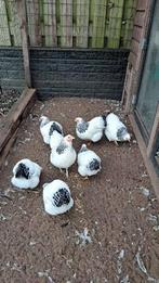 kriel kip, Dieren en Toebehoren, Pluimvee, Vrouwelijk, Kip