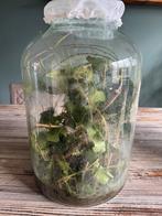 Wandelende takken in glazen pot, Wandelende tak