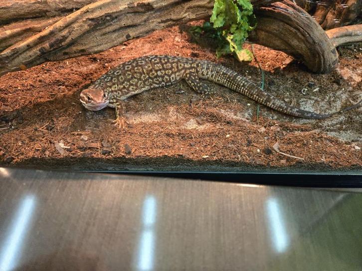 Stekelstaart Varaan Varanus acanthurus