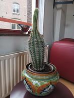 Grote cactus 65 cm hoog 30 jaar oud, Ophalen, Cactus, Volle zon, Minder dan 100 cm