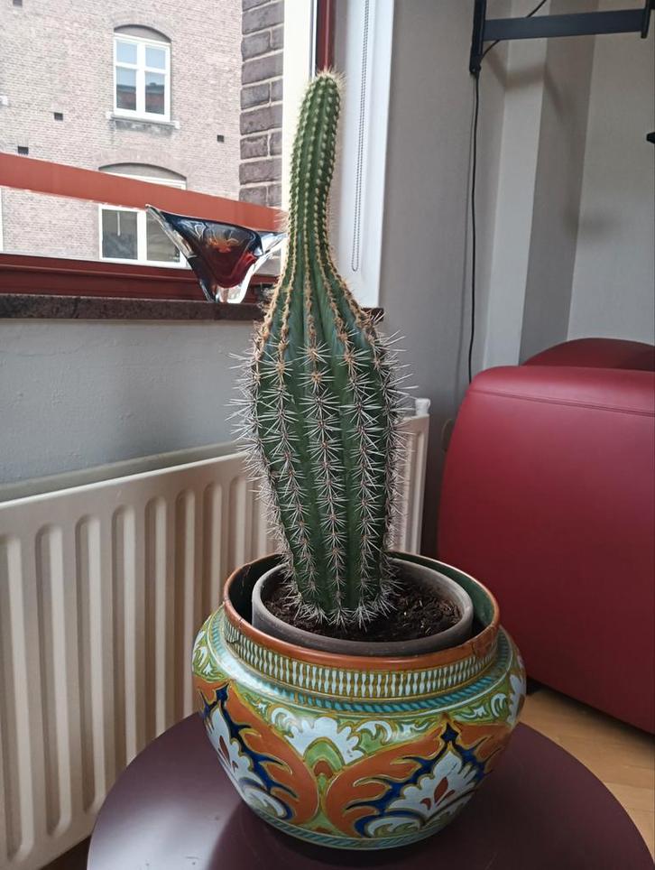 Grote cactus 65 cm hoog 30 jaar oud, Huis en Inrichting, Kamerplanten, Cactus, Minder dan 100 cm, Volle zon, Ophalen