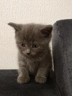 schoonheid&intelligentie-Russisch&Engels–de perfect katten, Dieren en Toebehoren, Katten en Kittens | Raskatten | Korthaar, Meerdere dieren