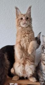 Maine coons-alleen moie poesjes met stamboom nog vrij, Meerdere dieren, Gechipt, 0 tot 2 jaar