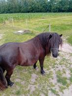 Zwarte Shetlander, Dieren en Toebehoren, Pony's, Merrie, A pony (tot 1.17m), Onbeleerd, 11 jaar of ouder