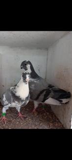 Canario Kroppers, Dieren en Toebehoren, Meerdere dieren, Kropper