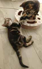 Prachtige Ragoll kruising kittens, Dieren en Toebehoren, Katten en Kittens | Overige Katten, Meerdere dieren, Kortharig, 0 tot 2 jaar