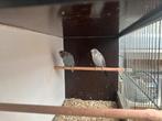 Grasparkieten blackface x blackwing, Meerdere dieren, Parkiet, Geringd
