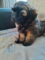 Shih Tzu x malteser boomer pups meisje, Dieren en Toebehoren, Honden | Chihuahua's en Gezelschapshonden, Rabiës (hondsdolheid)