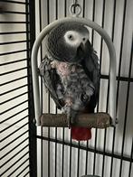 grijzeroodstaart papagaai, Dieren en Toebehoren, Vogels | Parkieten en Papegaaien, Mannelijk, Papegaai