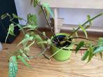 Wie wil mijn begonia maculata adopteren?, Ophalen, Halfschaduw, Minder dan 100 cm