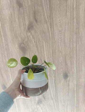 Pannenkoekenplantjes - Baby plantjes! beschikbaar voor biedingen