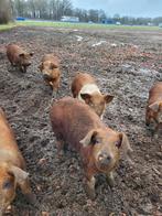 Te koop Husumer  Deense Duroc biggen, Meerdere dieren, Schaap, 0 tot 2 jaar