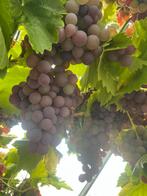 Verse Druiven, Tuin en Terras, Planten | Fruitbomen, Ophalen of Verzenden
