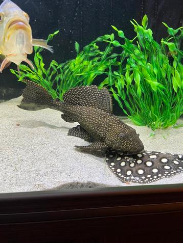 Grote Zeilvinpleco beschikbaar voor biedingen