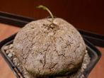 Merremia tuberosa, red caudex plant, succulent, rare, Huis en Inrichting, Kamerplanten, Verzenden, Overige soorten, Minder dan 100 cm