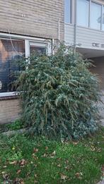 Vlinderstruik bloemen wit, Ophalen, Zo goed als nieuw