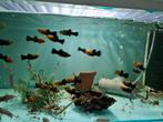 Gold dust molly, mollie, mollies, molly's, poecilia sphenops, Vis, Zoetwatervis