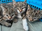 Cyperse kittens te koop, Dieren en Toebehoren, Katten en Kittens | Overige Katten, Meerdere dieren