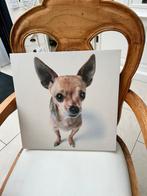 Chihuahua op canvas 40-40 cm, Ophalen of Verzenden