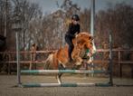 Paarden en pony’s trainen/beleren/doorrijden