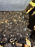 Gratis pissebedden! (Dairy Cow & Orange), Dieren en Toebehoren, Insecten en Spinnen, Overige soorten