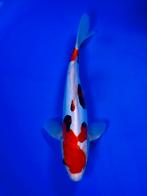 VHQ Tateshita Beni Kumonryu 27-32cm Japanse koi, Dieren en Toebehoren, Vissen | Vijvervissen, Karper of Koi