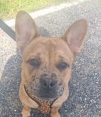 Puppy's, Dieren en Toebehoren, 15 weken tot 1 jaar, Overige rassen, Meerdere, Meerdere dieren