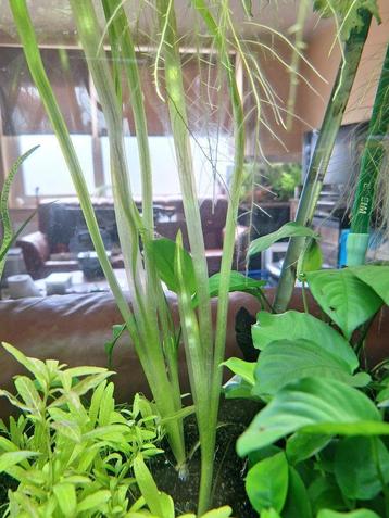 Vallisneria Giganthea beschikbaar voor biedingen