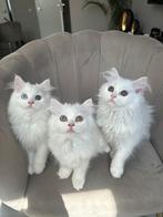 Perzische kittens - nog drie over, Dieren en Toebehoren, Katten en Kittens | Raskatten | Langhaar, Meerdere dieren, Ontwormd, 0 tot 2 jaar