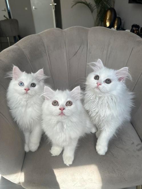 Perzische kittens - nog drie over, Dieren en Toebehoren, Katten en Kittens | Raskatten | Langhaar, Meerdere dieren, 0 tot 2 jaar