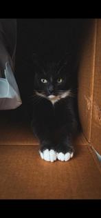 Twee katers ter overname, Dieren en Toebehoren, Katten en Kittens | Overige Katten, Kater