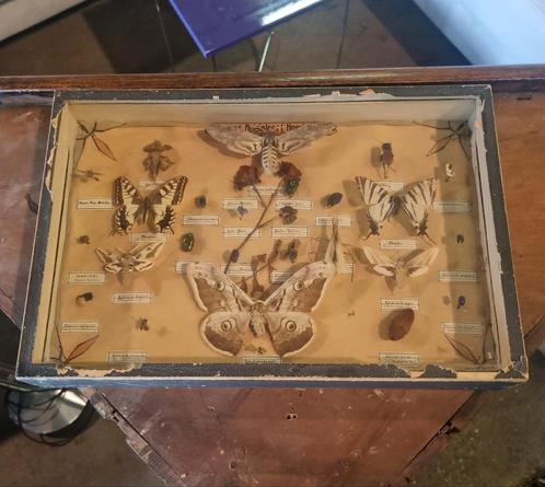 Antieke vlinderkast vitrine, Verzamelen, Dierenverzamelingen, Gebruikt, Opgezet dier, Insect, Ophalen