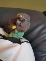 Meyer papegaai pop tam, Dieren en Toebehoren, Vogels | Parkieten en Papegaaien, Vrouwelijk, Papegaai, Tam