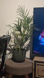 Mooie Areca Palm kamerplant in pot, Ophalen, Palm, Halfschaduw, In pot